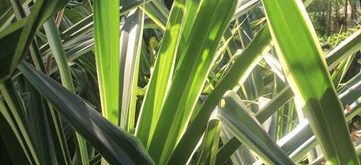 Creative  green leaves.Nature background