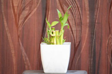 Mini bamboo plant in a pot with wooden background