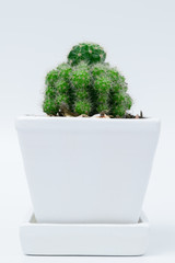 Cactus in a white ceramic pot isolated on a white background