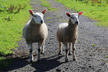 Schafe in Schottland