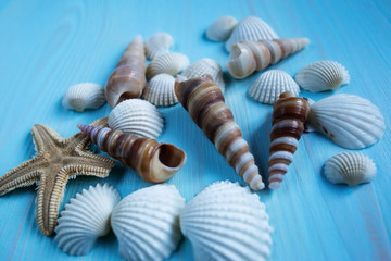 Sea shells on a blue wooden background