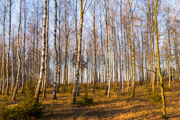 Narwiański Park Narodowy, Dolina Narwi, Podlasie, Polska © podlaski49