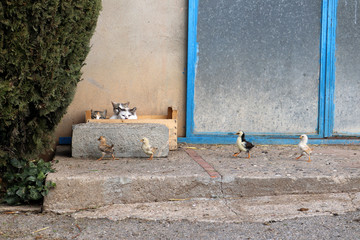 Catwalk - K&uuml;ken und Katzen