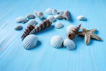 Sea shells on a blue wooden background
