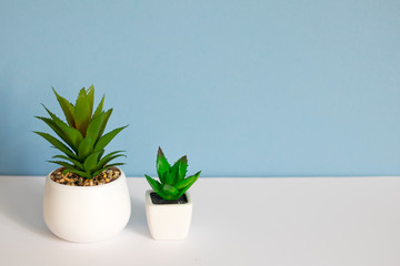 Artificial succulents in ceramic pots on white-blue background. Copy spice