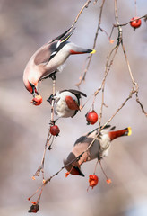 three beautiful birds of whistles hang on the branches of an Apple tree eating fruit in a winter Sunny garden