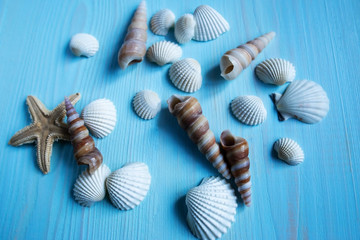 Sea shells on a blue wooden background