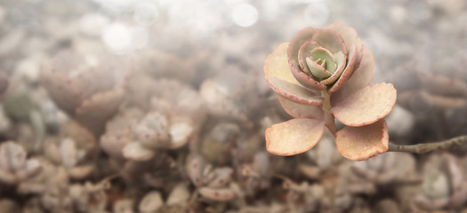 Cactus light sunset nature background