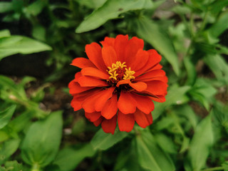 Close up beautiful of orange zinnia flower blooming in the garden. Single Fresh flower with natural green leaves background