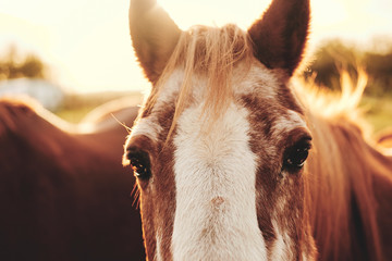 Pferdekopf © edele-fotografie