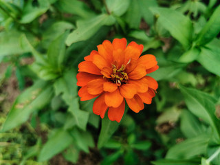 Close up beautiful of orange zinnia flower blooming in the garden. Single Fresh flower with natural green leaves background