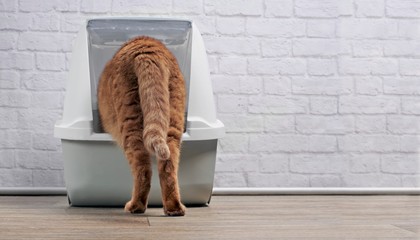 Ginger cat step inside a litter box. Horizontal image with  copy space..