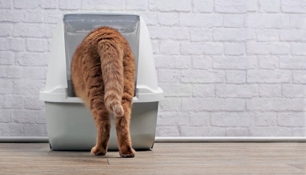 Ginger cat step inside a litter box. Horizontal image with  copy space.. 
