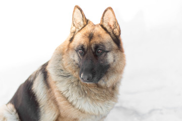 German shepherd sitting in the snow. Close up