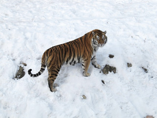 Tiger predatory animal in winter