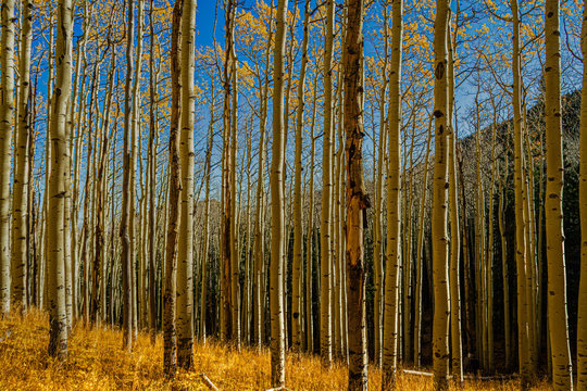 Aspen forest with golden yellow leaves on the trees and on the ground with a mountain in the background and blue skies in the Coconino National Forest.