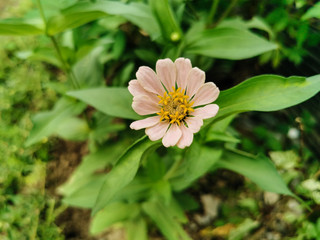 Close up beautiful of white zinnia flower blooming in the garden. Single Fresh flower with natural green leaves background