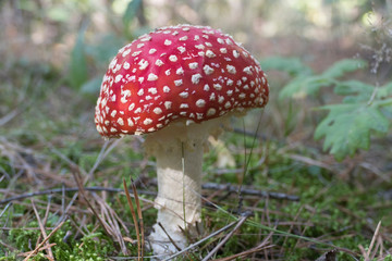 Close up of red Fly Amanita (Amanita Muscaria) in the forest in fall. Autumn colorful scene background in sunlight. Poisonous mushroom. Detail of toxic Fly Agaric in grass with leaves. Europe