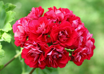 Obraz premium Red and white Rosebud Pelargonium flower with green leaves closeup in the garden