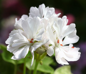 Fototapeta na wymiar White Pelargonium flower with green leaves closeup in the garden