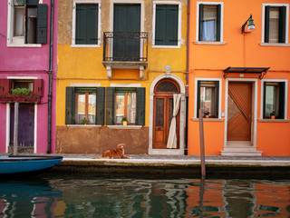 Fototapeta na wymiar Dog in the colored house of Burano in Italy. Nova Scotia Duck Tolling Retriever in the background architecture city