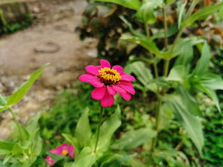 Close up beautiful pink or purple of zinnia flower blooming. Standout fresh zinnia plant in the garden