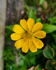 Close up beautiful of yellow zinnia flower blooming in the garden