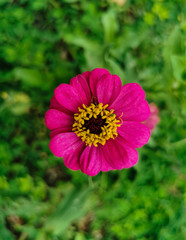 Close up beautiful pink or purple of zinnia flower blooming in the garden. Single Fresh flower with natural green leaves background