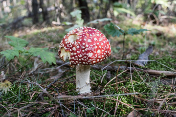 Close up of red Fly Amanita (Amanita Muscaria) in the forest in fall. Autumn colorful scene background in sunlight. Poisonous mushroom. Detail of toxic Fly Agaric in grass with leaves. Europe
