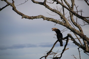 Beautiful silvery-cheeked hornbill (Bycanistes brevis) sitting on a tree in Aberdare National Park (Kenya) (04)