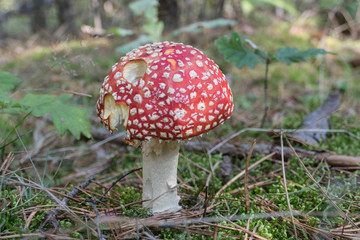 Close up of red Fly Amanita (Amanita Muscaria) in the forest in fall. Autumn colorful scene background in sunlight. Poisonous mushroom. Detail of toxic Fly Agaric in grass with leaves. Europe