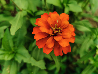 Close up beautiful of orange zinnia flower blooming in the garden. Single Fresh flower with natural green leaves background