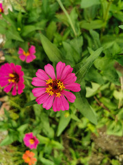 Close up beautiful pink or purple of zinnia flower blooming in the garden