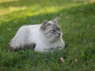 Naklejka na ściany i meble gato de pelo largo y de color gris con ojos azules estirado sobre la hierba
