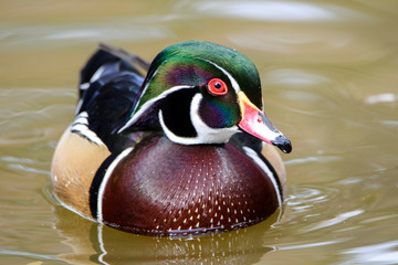 Male wood duck floating on the water