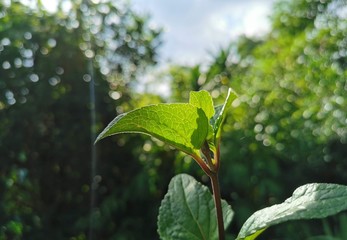 leaf on tree