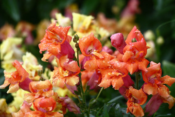 The antirrhinum plentifully blossoms in bright motley flowers of an unusual form.