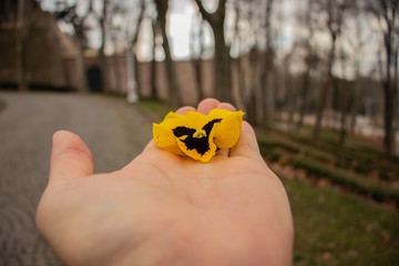 A yellow pansy or viola flower on the hand of a young man