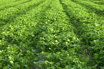 Young growth of rape on bed in the field, agrarian sideration process. Background, texture, copy space, closeup. Bio agriculture and farming concept