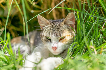 Cat on Grass