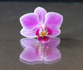 Fototapeta na wymiar The Flower orchid rests upon glass. Photography with reflection on table