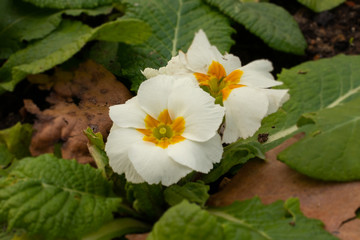 Primrose (primula vulgaris) that is a winter flower