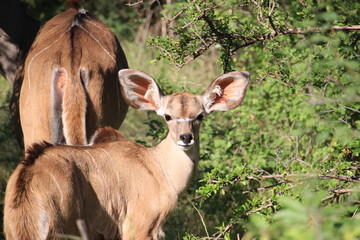 Young Greater Kudu at Lake Bogoria (Kenya)