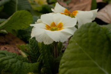 Primrose (primula vulgaris) that is a winter flower
