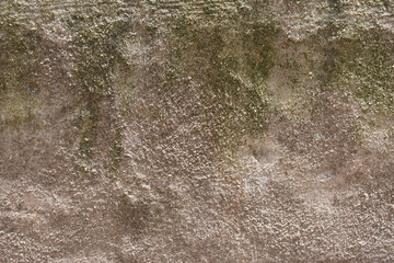 Moldy wall texture