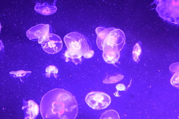 Naklejka na ściany i meble Beautiful display of jellyfish 