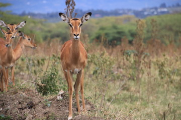 Naklejka na ściany i meble Impala (Kenya)