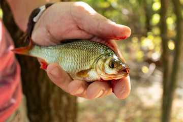 crucian fish