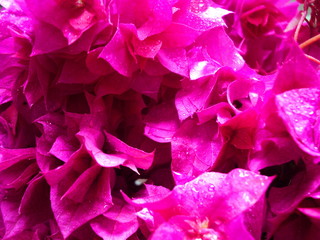 Pink Bougainvillea glabra, have many bloom from Bouquet, the flower with isolated on background a branch a lot.