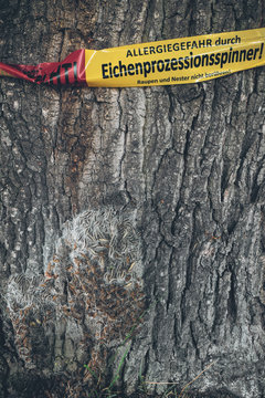 Oak processionary moth (Thaumetopoea processionea) warning lint wrapped around a tree in the Netherlands (Dutch: pas op, eikenprocessierups).